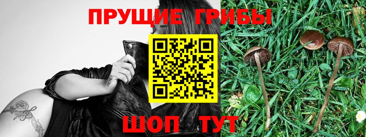 дарнет шоп  Артём  Псилоцибиновые грибы мицелий 